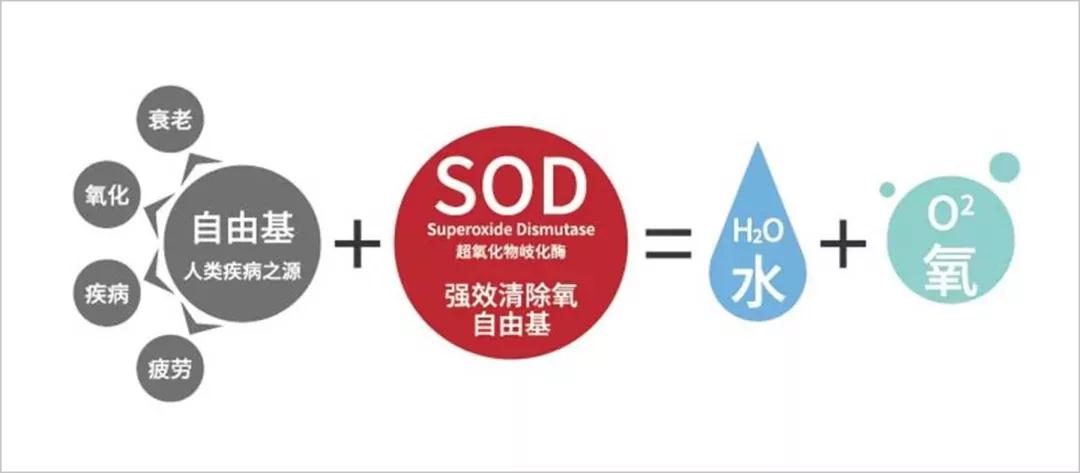 sod酶中文全称为超氧化物歧化酶,是一种来源于生命体的活性物质,同时